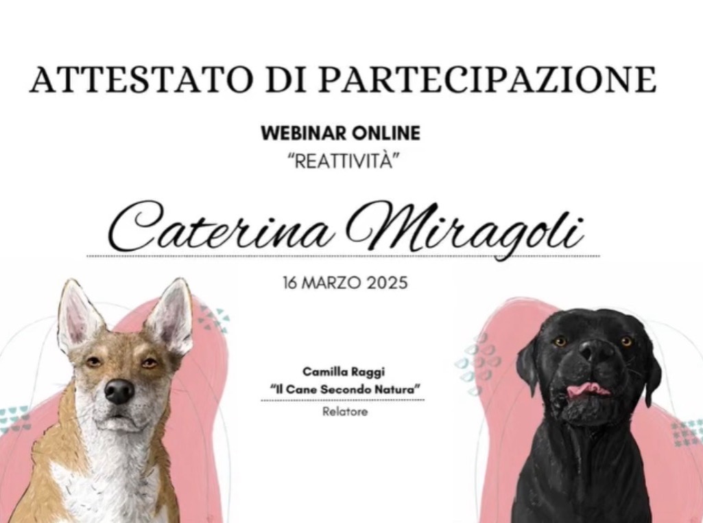Reattività  thumbnail
