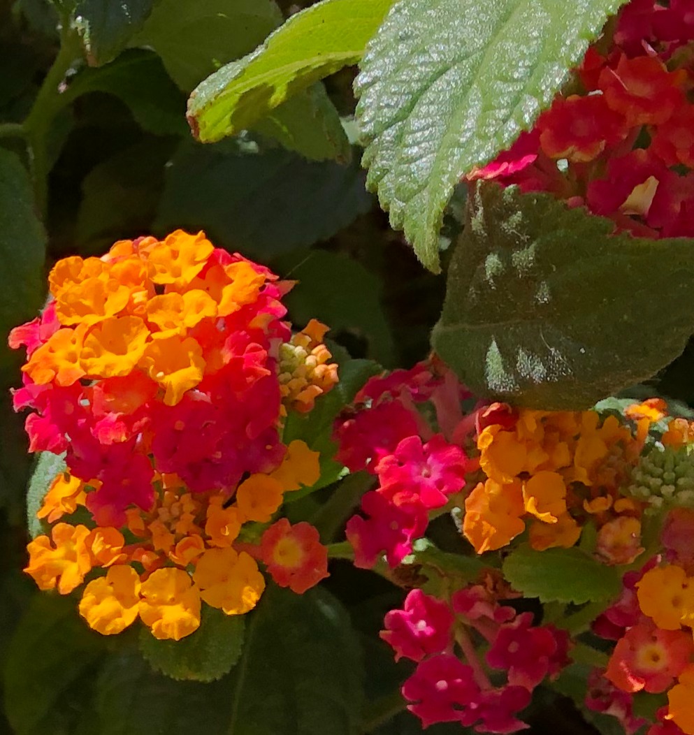 Nandini | VI.BE thumbnail