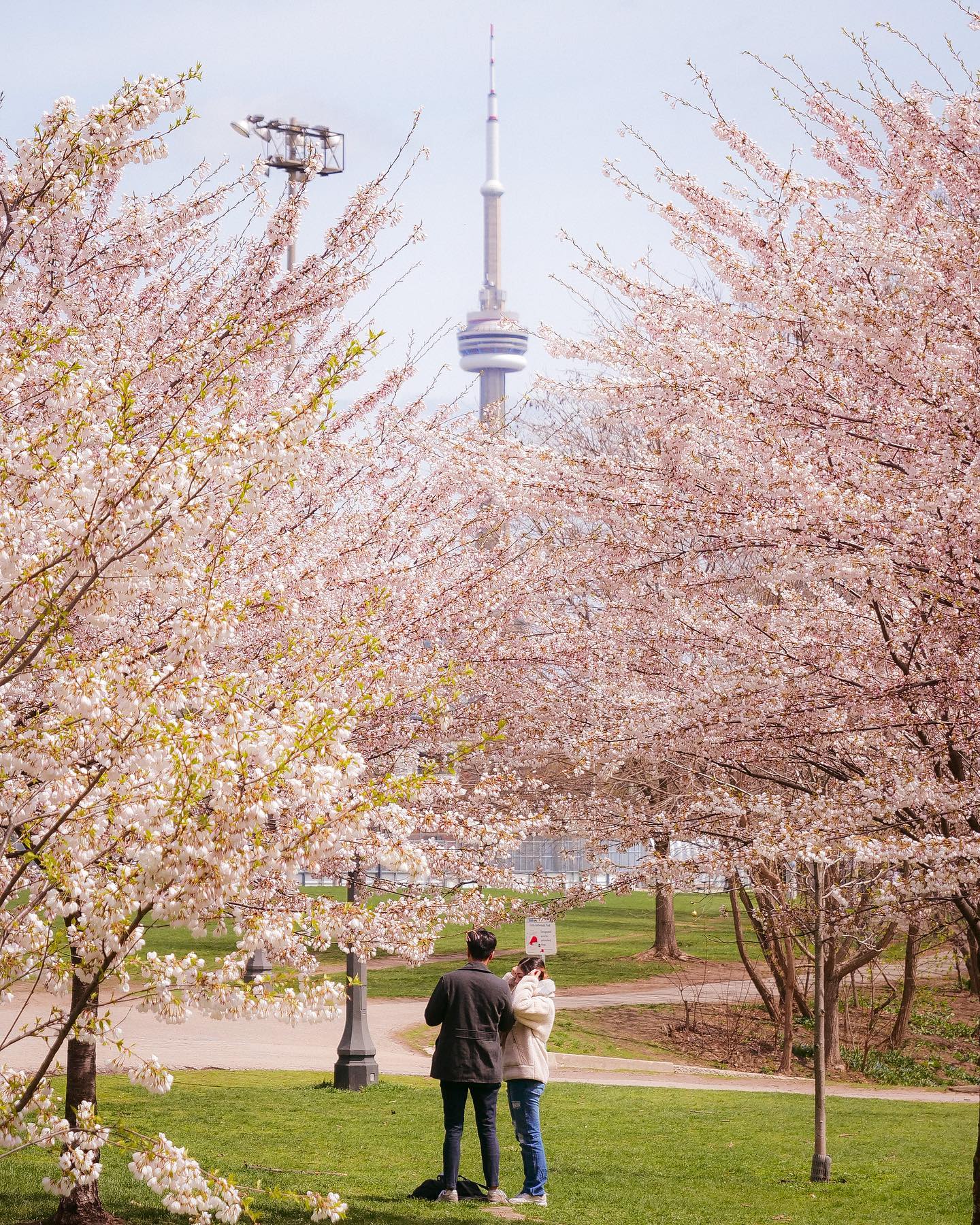 Cherish this sakura season 😌

#canada #toronto #ontario #yyz #downtowntoronto #blogto #streesoftoronto #imagesoftoronto 