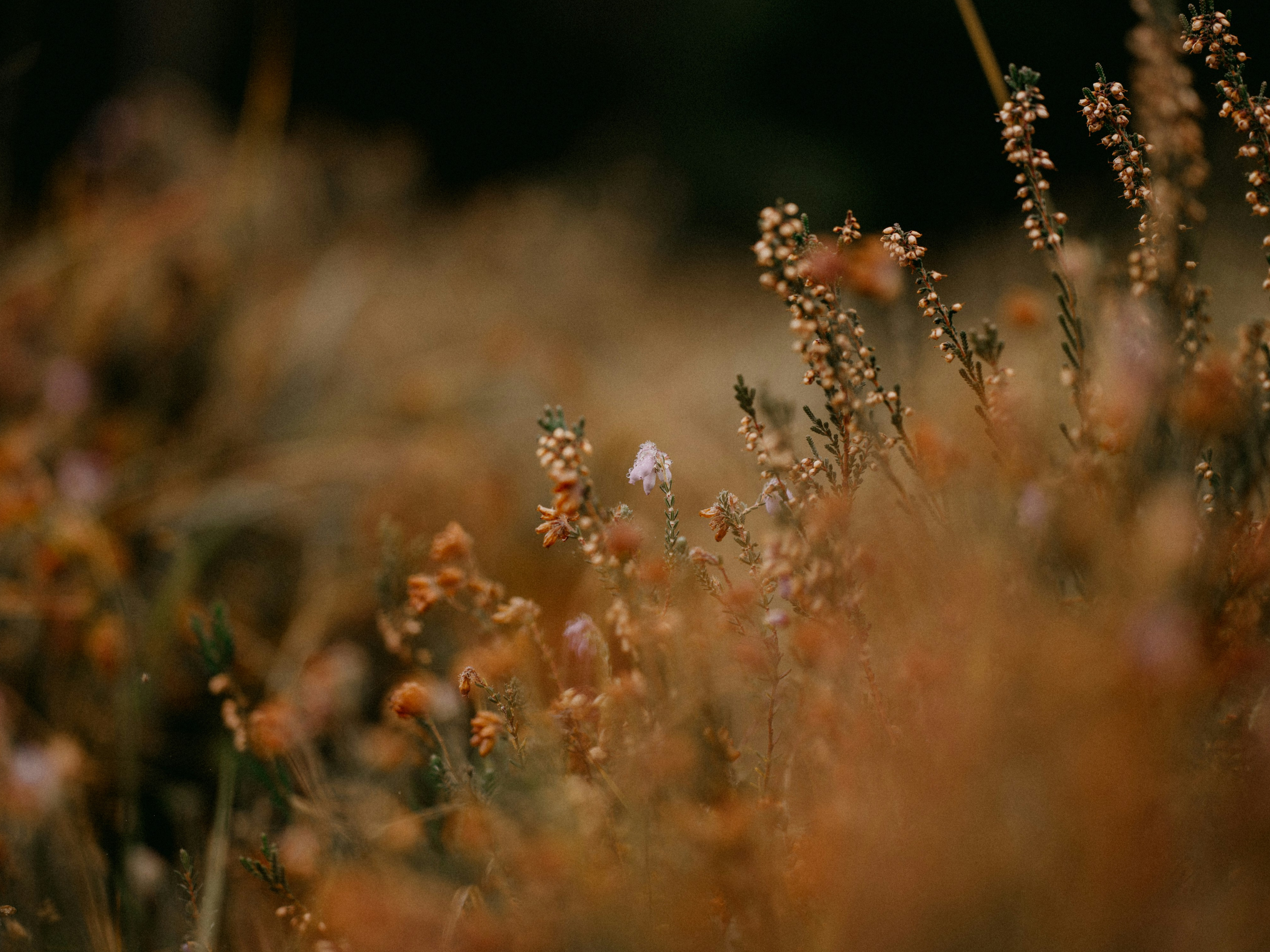 Kinship With Nature Membership thumbnail