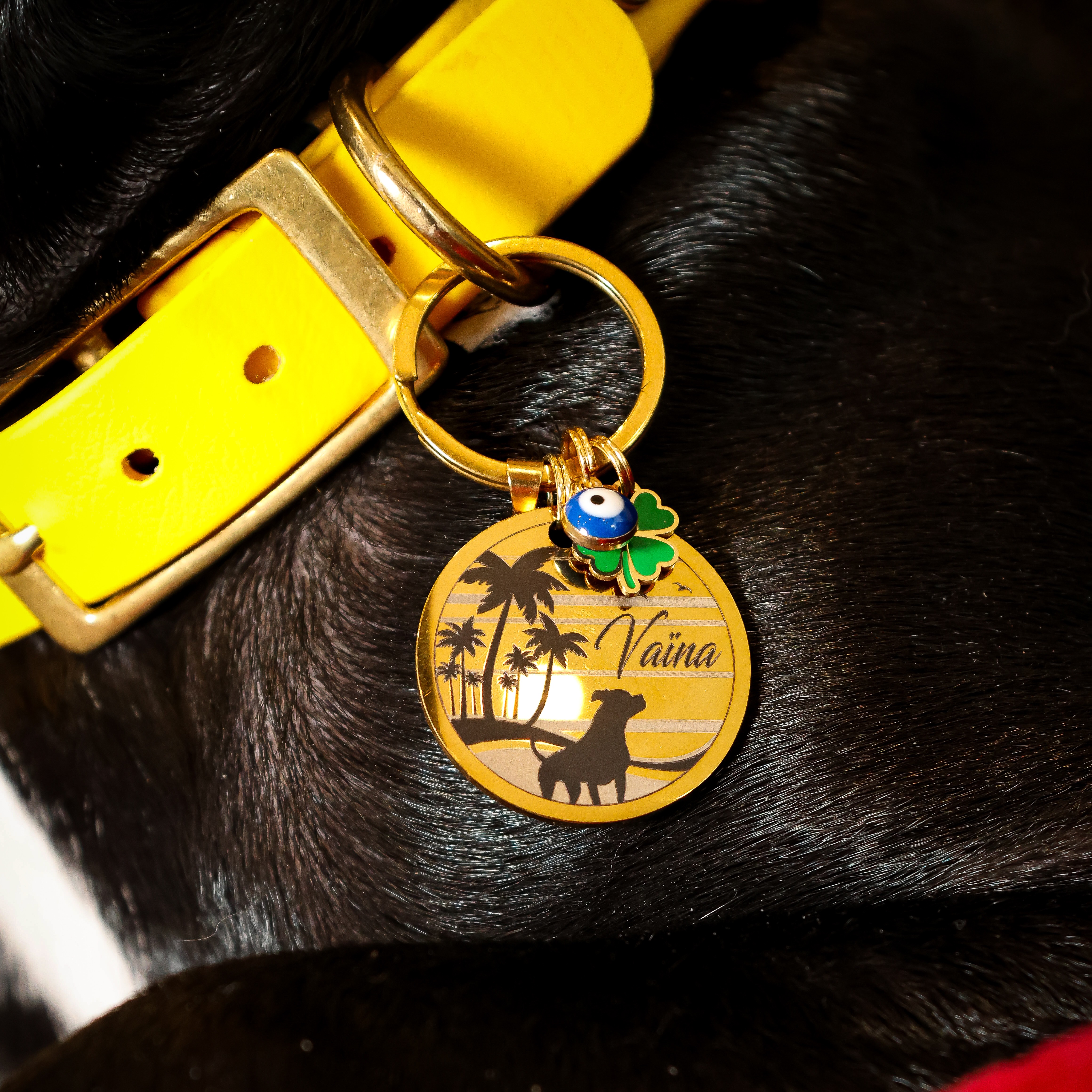 La Patte de Sky  : - 15 % Code -> VAINA15 thumbnail