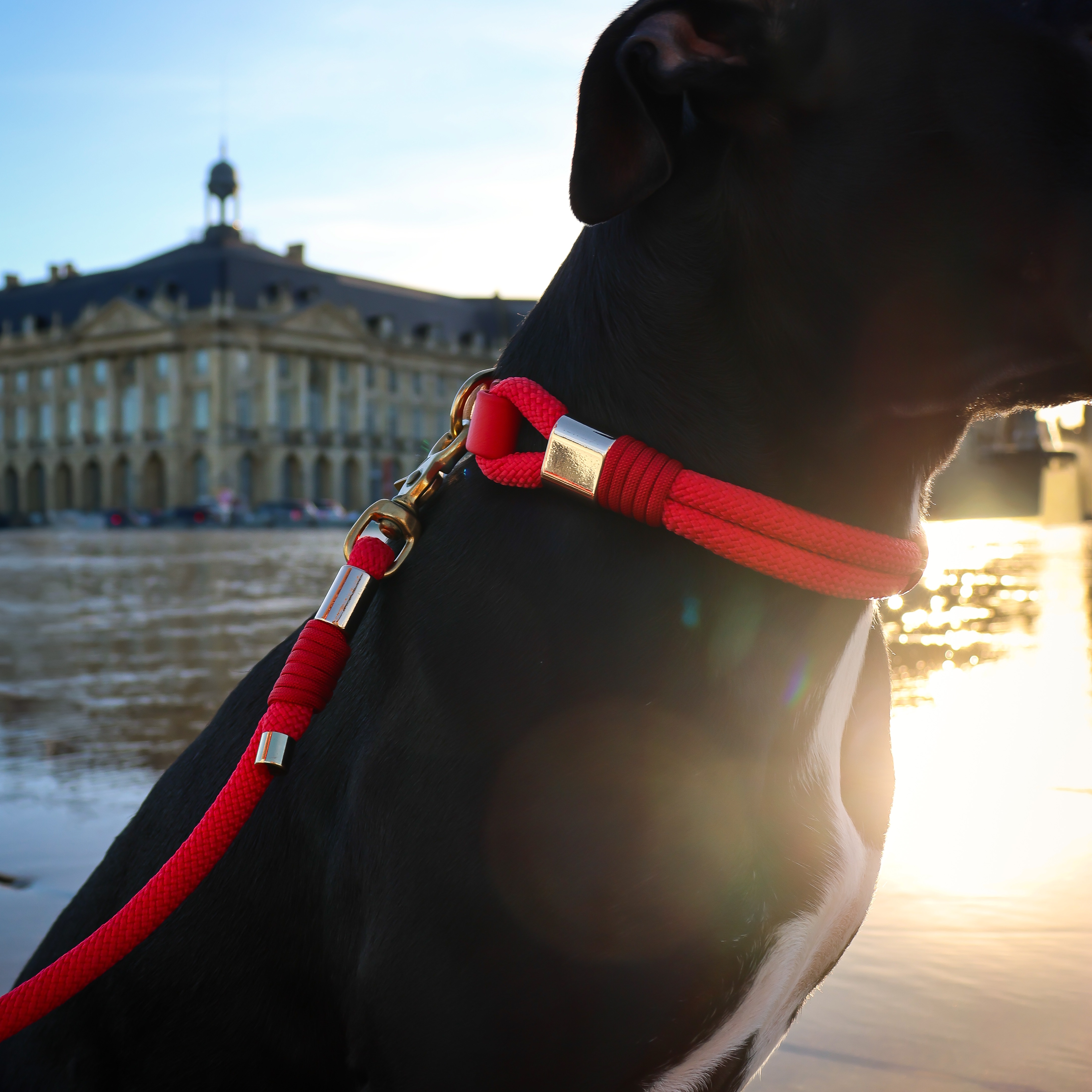 Saga Pets  : - 15 % Code -> VAINA15 thumbnail