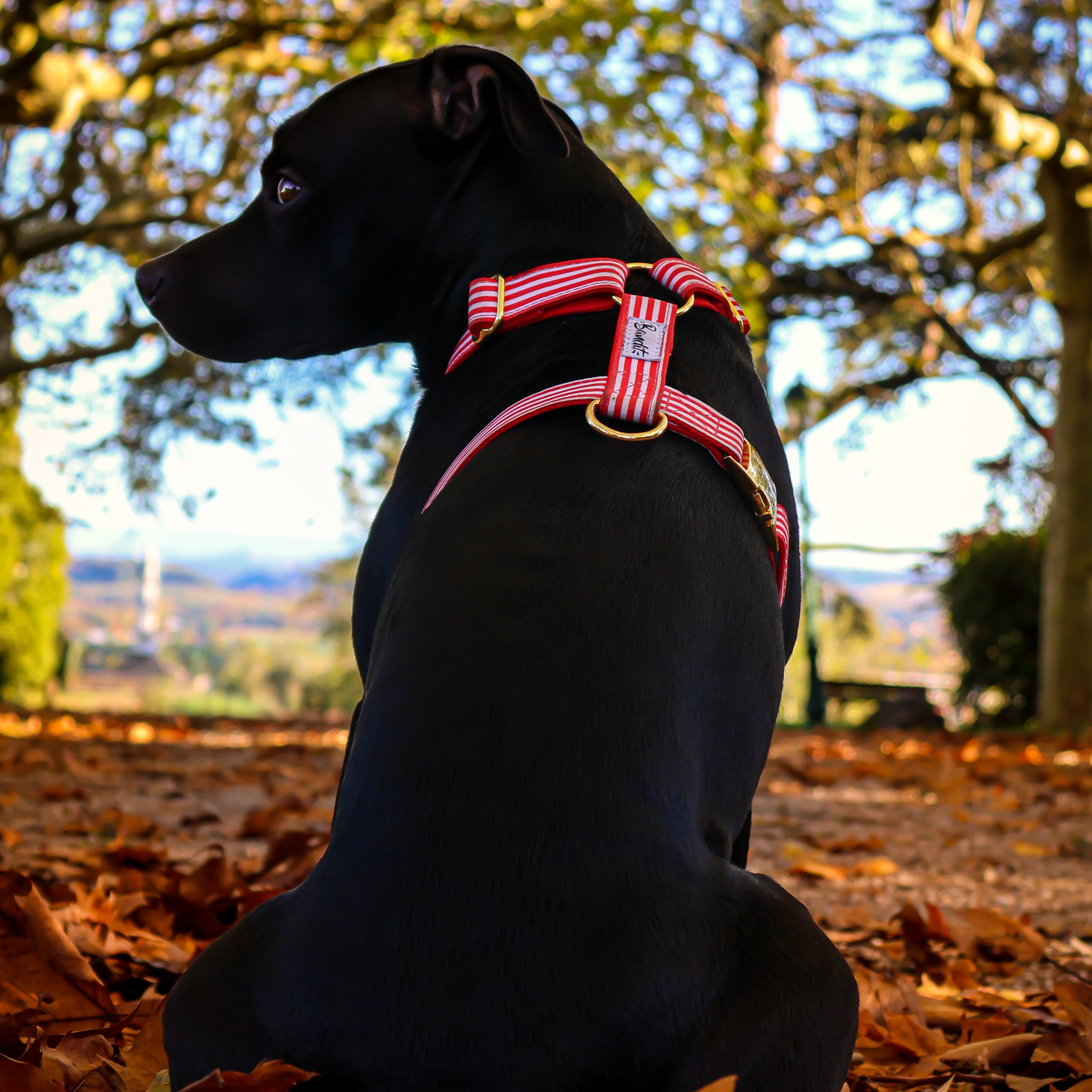 Bandit : - 15% -> code VAINA15 (même sur les promos) thumbnail