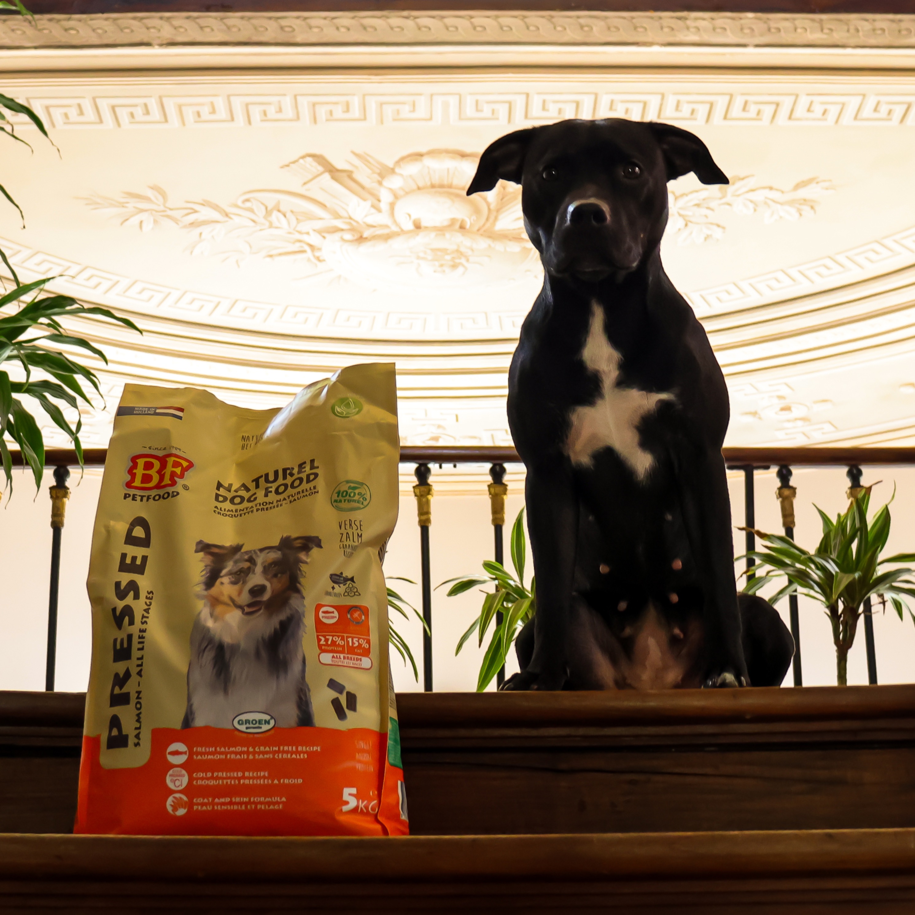 BFpetfood : - 10 % Code -> VAINA10 thumbnail