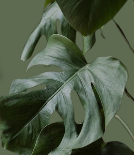 Book Your Virtual Consultation!  thumbnail