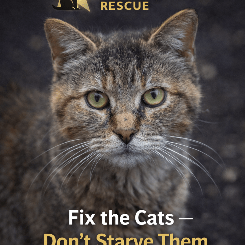 🚨 SWANTON COMMUNITY CAT FUND 🚨 thumbnail