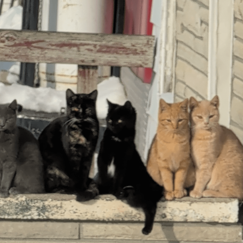 Colony Crisis Intervention Fund thumbnail