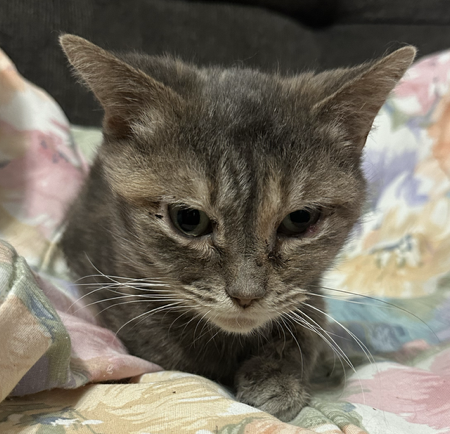 Emergency Momma Fund thumbnail