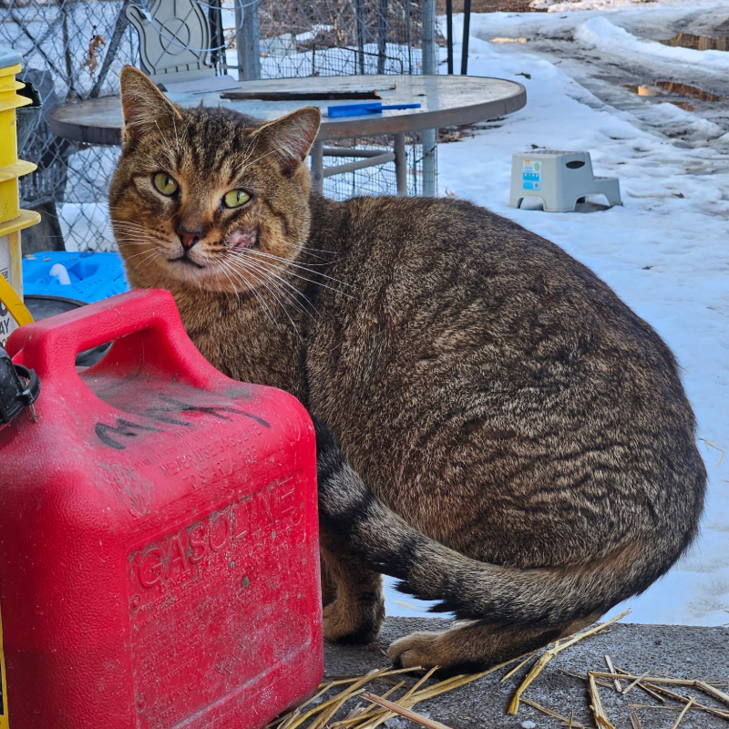 Emergency Medical TNR — Sponsor Lumen’s Intervention thumbnail