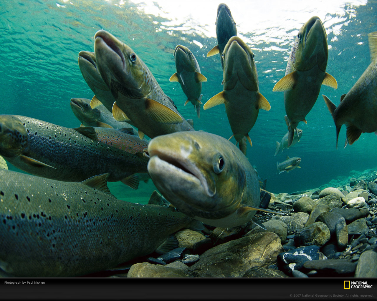 Petición Salmones Islandia thumbnail