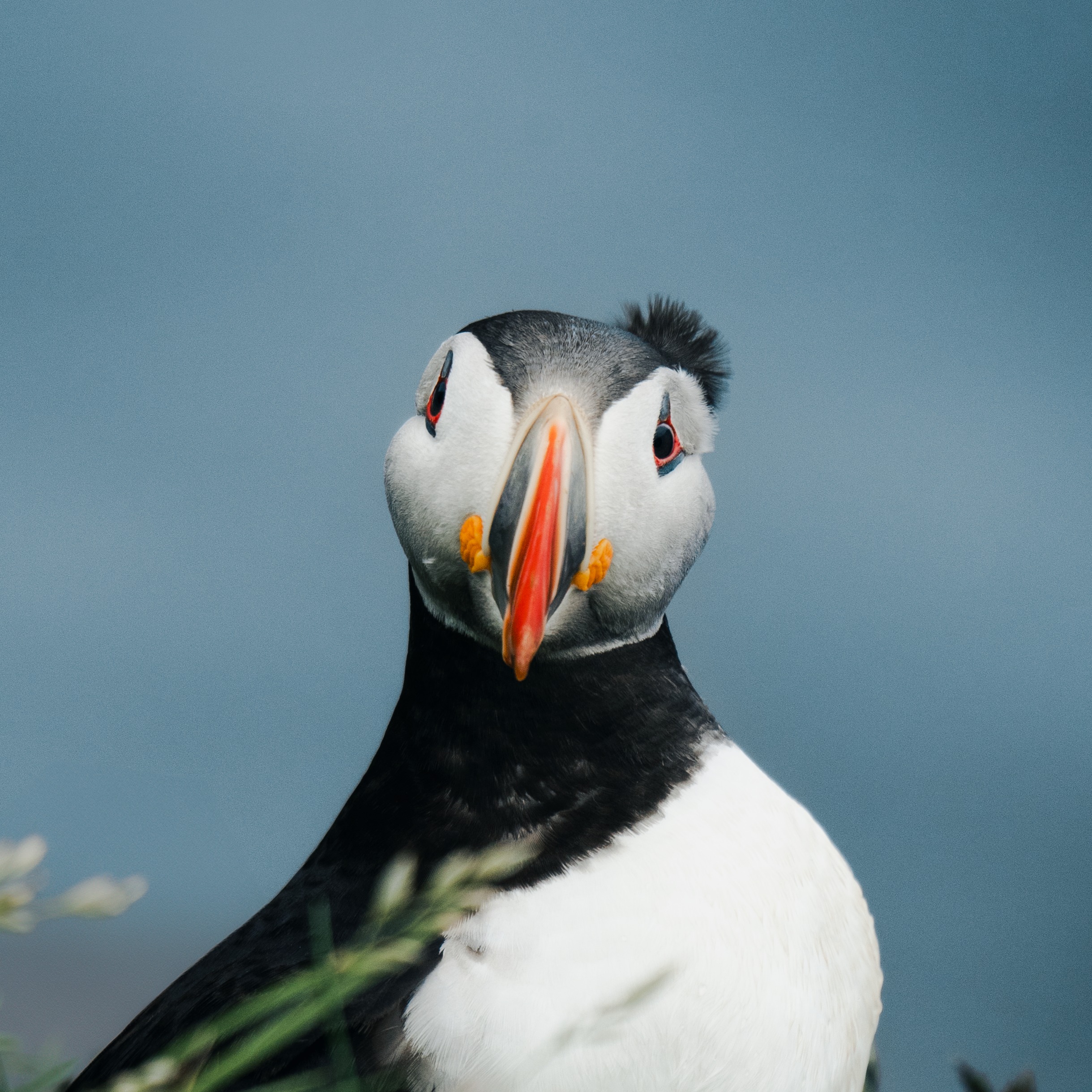 Petición Puffins thumbnail