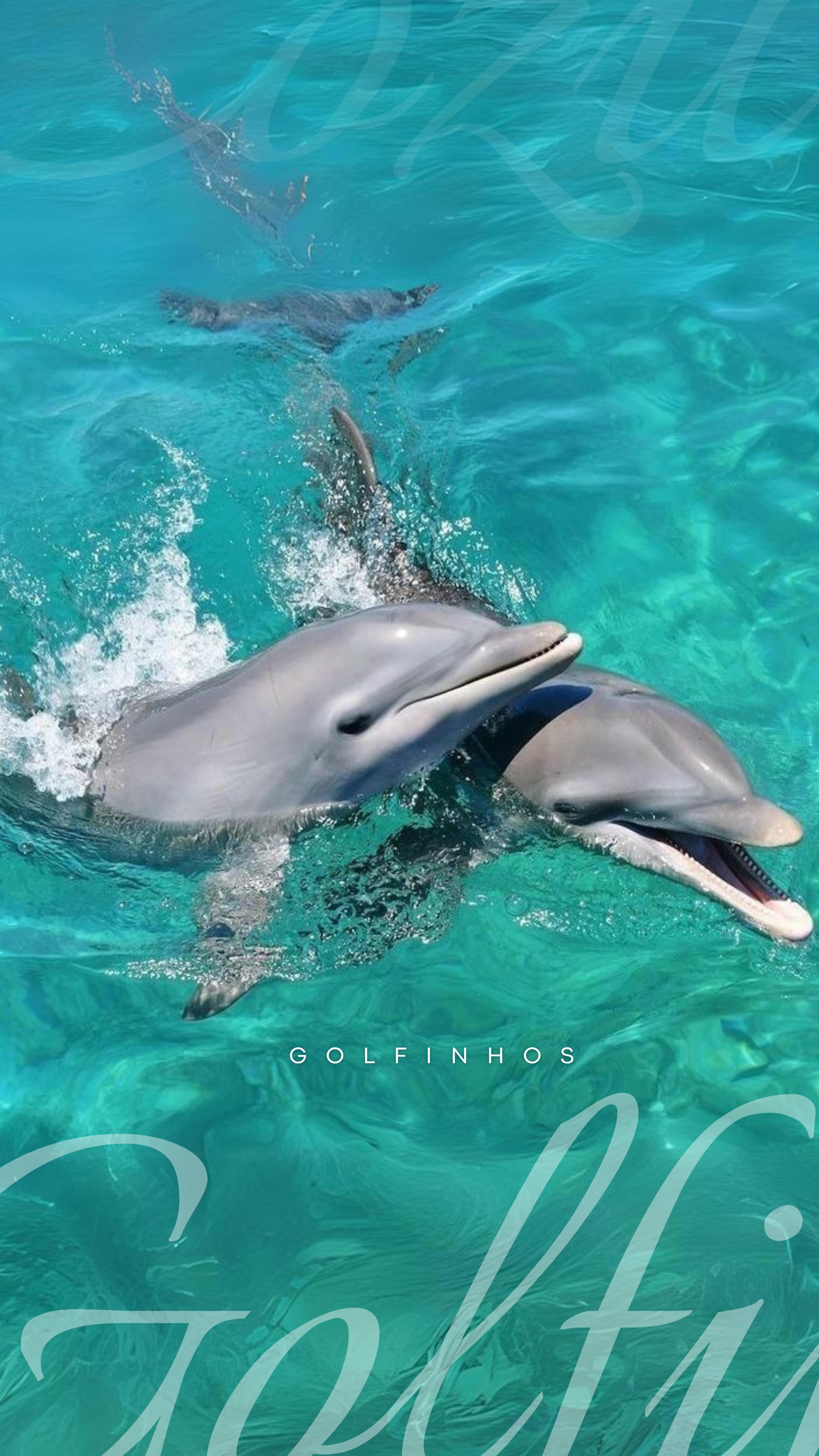 O mundo mágico dos golfinhos!✨🇲🇽🐬💙

— Nado com os golfinhos.. no México!

Nós temos 3 opções incríveis para você viver
e