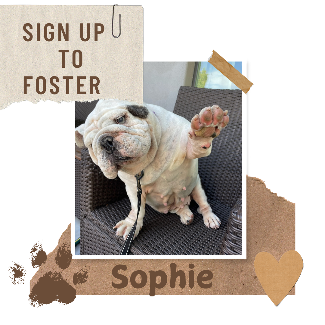 FOSTER FRENCHIE OF THE MONTH: SOPHIE thumbnail