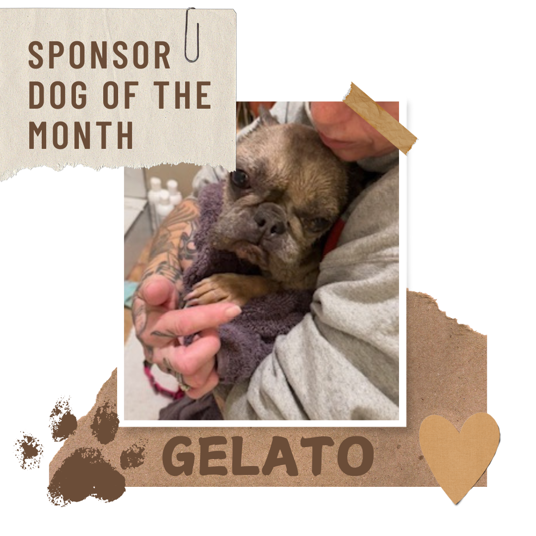 Sponsor A Dog This Month thumbnail