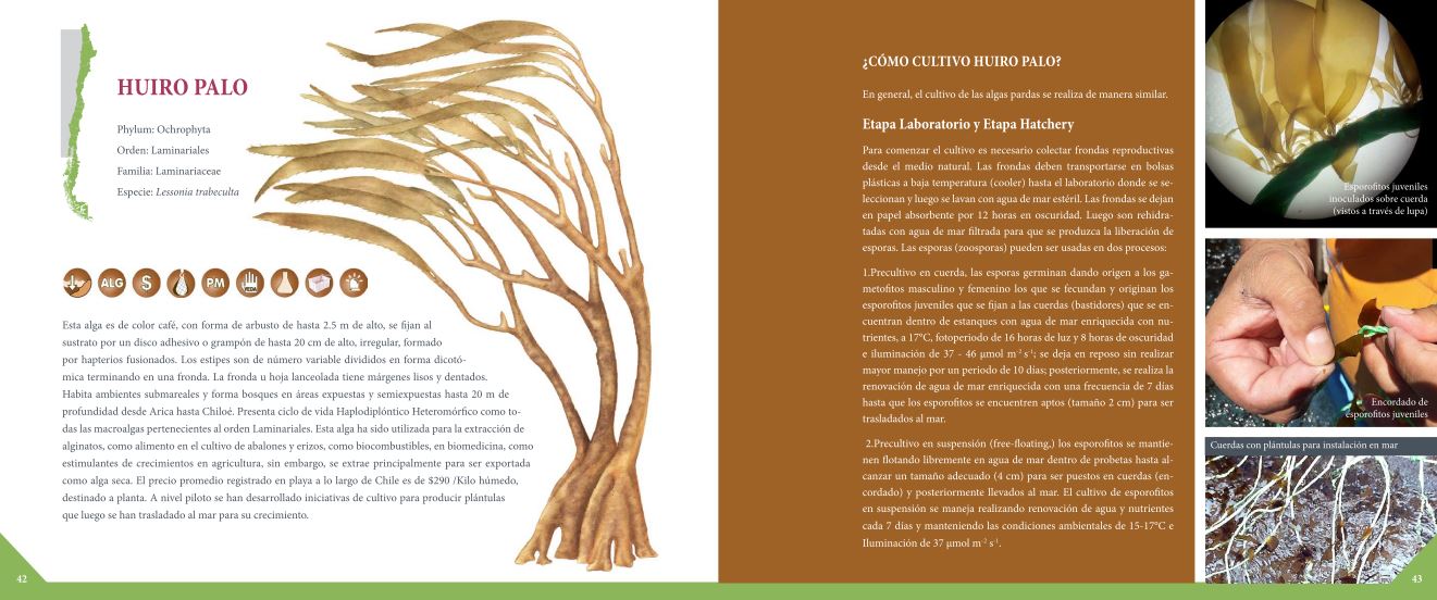 ¡Descarga! Libro Cutivo de Macroalgas: Diversificación de la Acuicultura de Pequeña Escala en Chile thumbnail