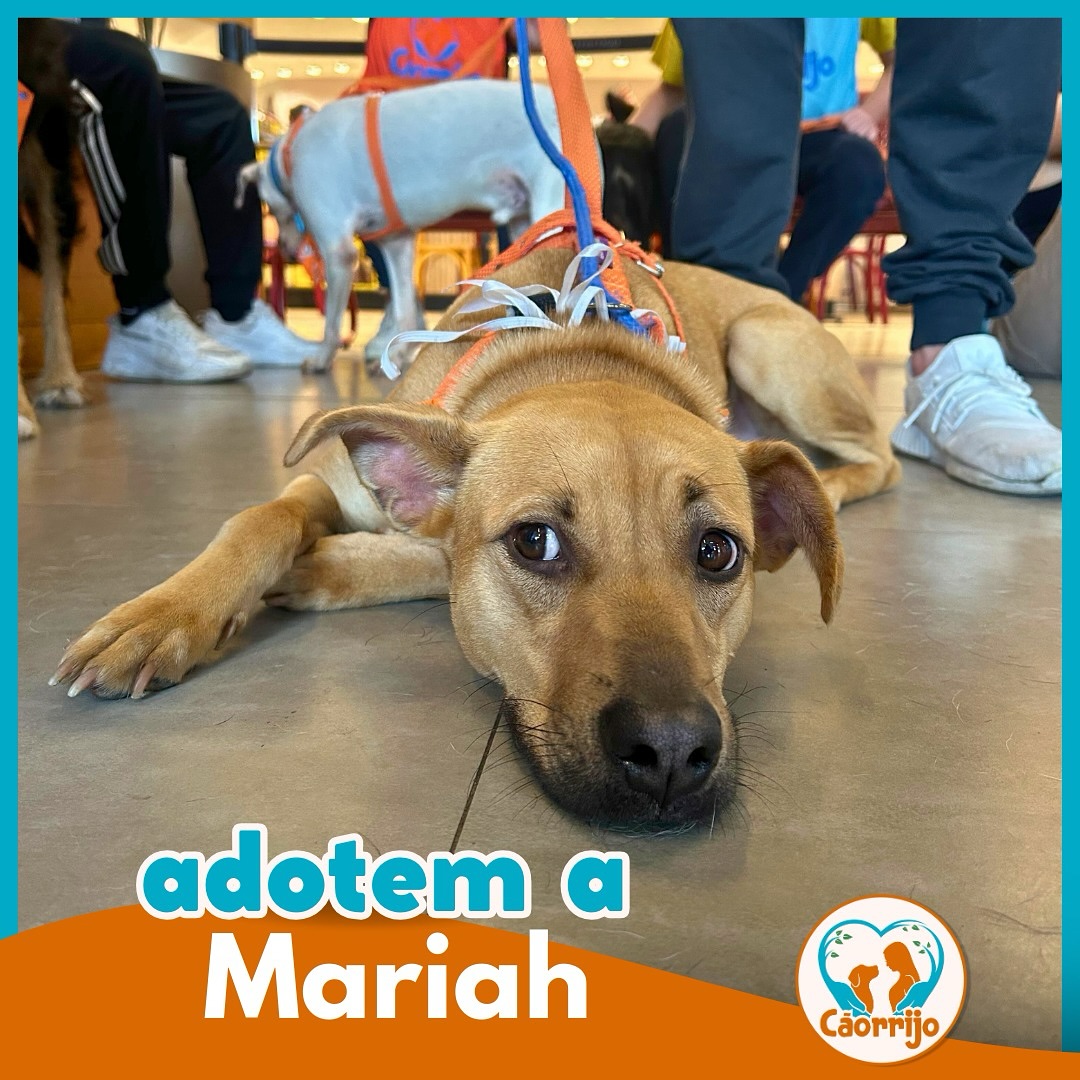 ✨ Mariah: o nome dela significa “prometida por Deus”, e não poderia ser mais certeiro. ✨

Mariah é uma doçura…Ela fala c
