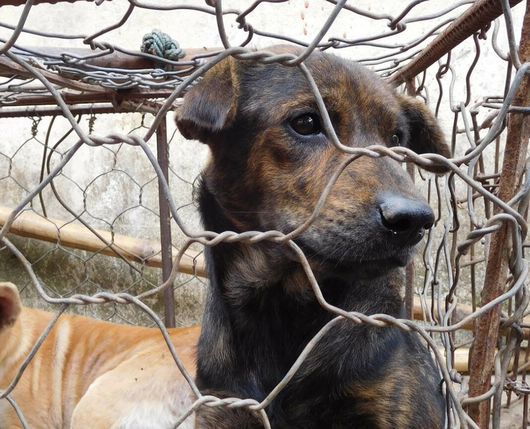 Fai una donazione - Aiutaci a salvarli dal massacro di Yulin thumbnail