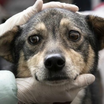 Operazione Yulin - Dog Meat Trade: ignoranza, non tradizione. thumbnail