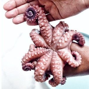 The Girl with the Octopus thumbnail