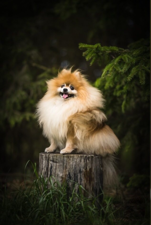 JOIN NOW - Dog Photography Live course :) thumbnail