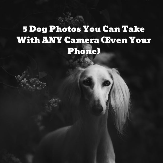 Dog photography Mini Guide  thumbnail