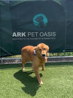 A day in the life at The ARK! Here’s a look at some of the animals that may come through us on any given day. 🐶 🐱 🐐 🐴 #e