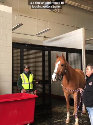 An inside look at our horse export process 🛫 #equestrian #arkjfk #horsetravel #importhorse #equestriansoftiktok 