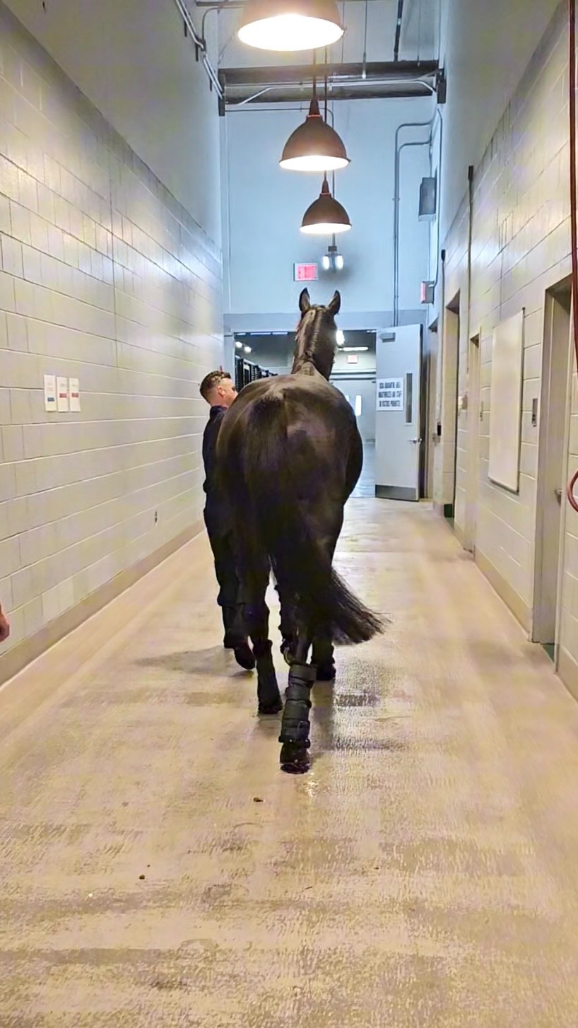 How does a horse quarantine? 🐴

Our facility has easy access from the aircraft to the 12x12 individual climate-controlle