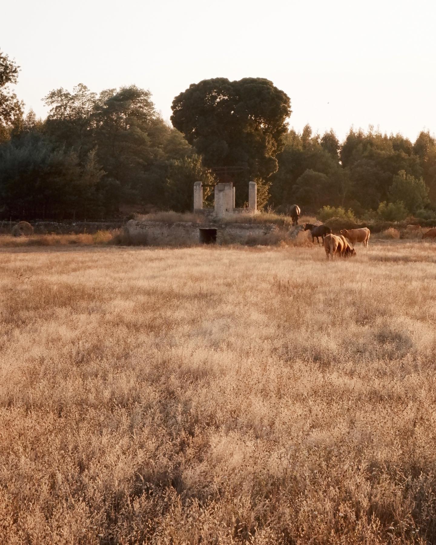 Proteger e preservar a beleza da paisagem. 

#alentejo #byalentejo #summer #murta #atmosphere #simplicity #memory  #port