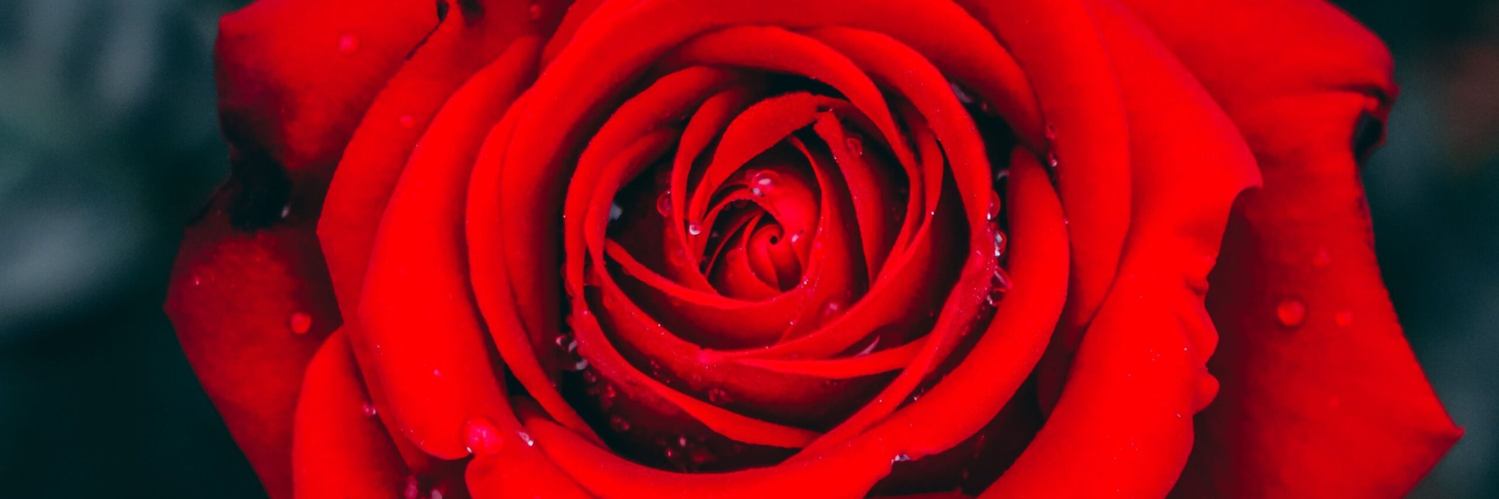 TS Samantha Rose🌹: TS Companion/Content Creator💋💦📸 (@sexysammyrose.bsky.social) thumbnail