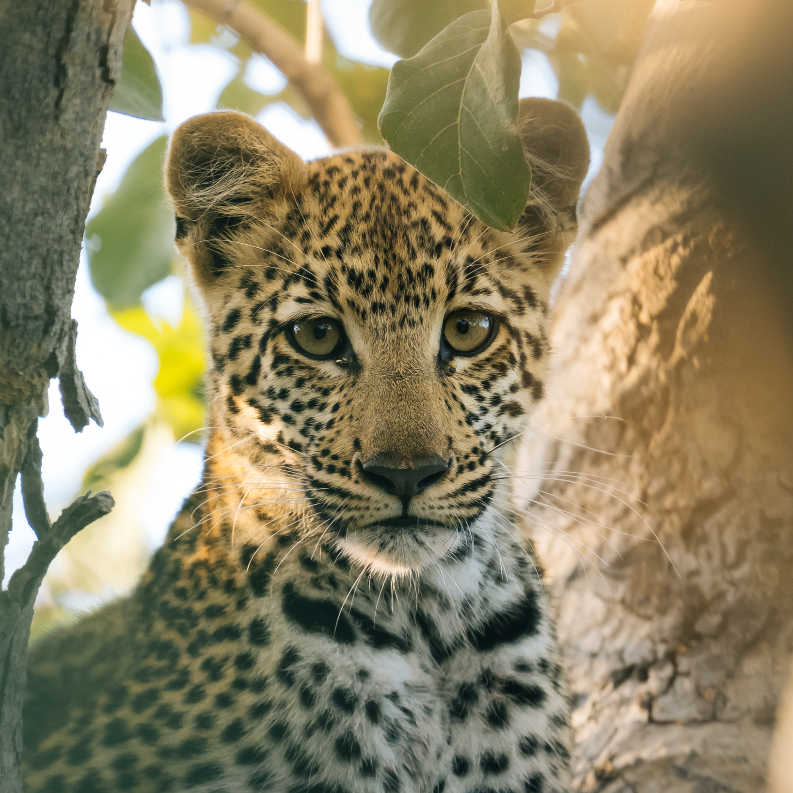 Waitlist Botswana Wildlife Expedition 2026 thumbnail