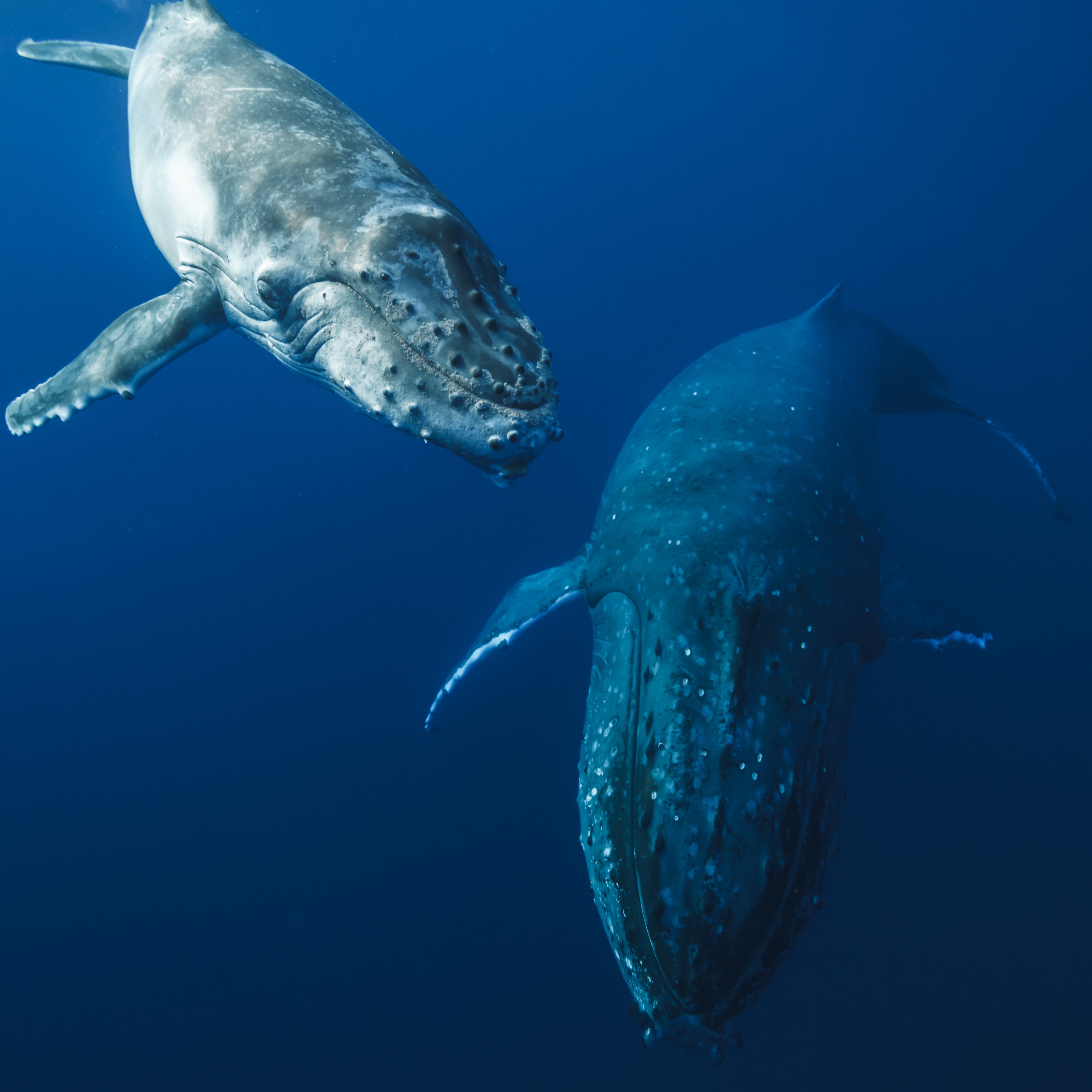 Waitlist for Tonga Whale Swim Expedition 2026 thumbnail
