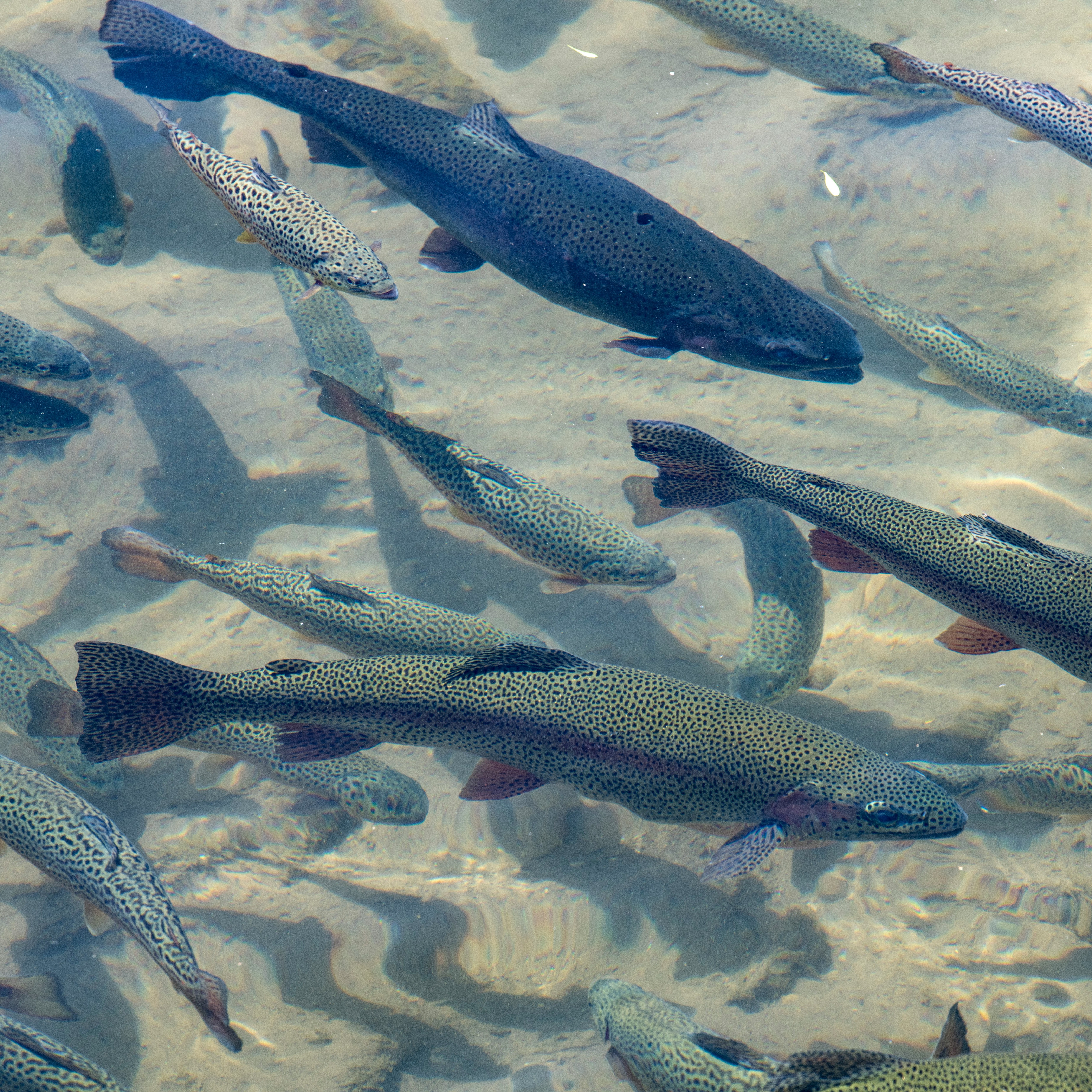 Recommended Training  thumbnail