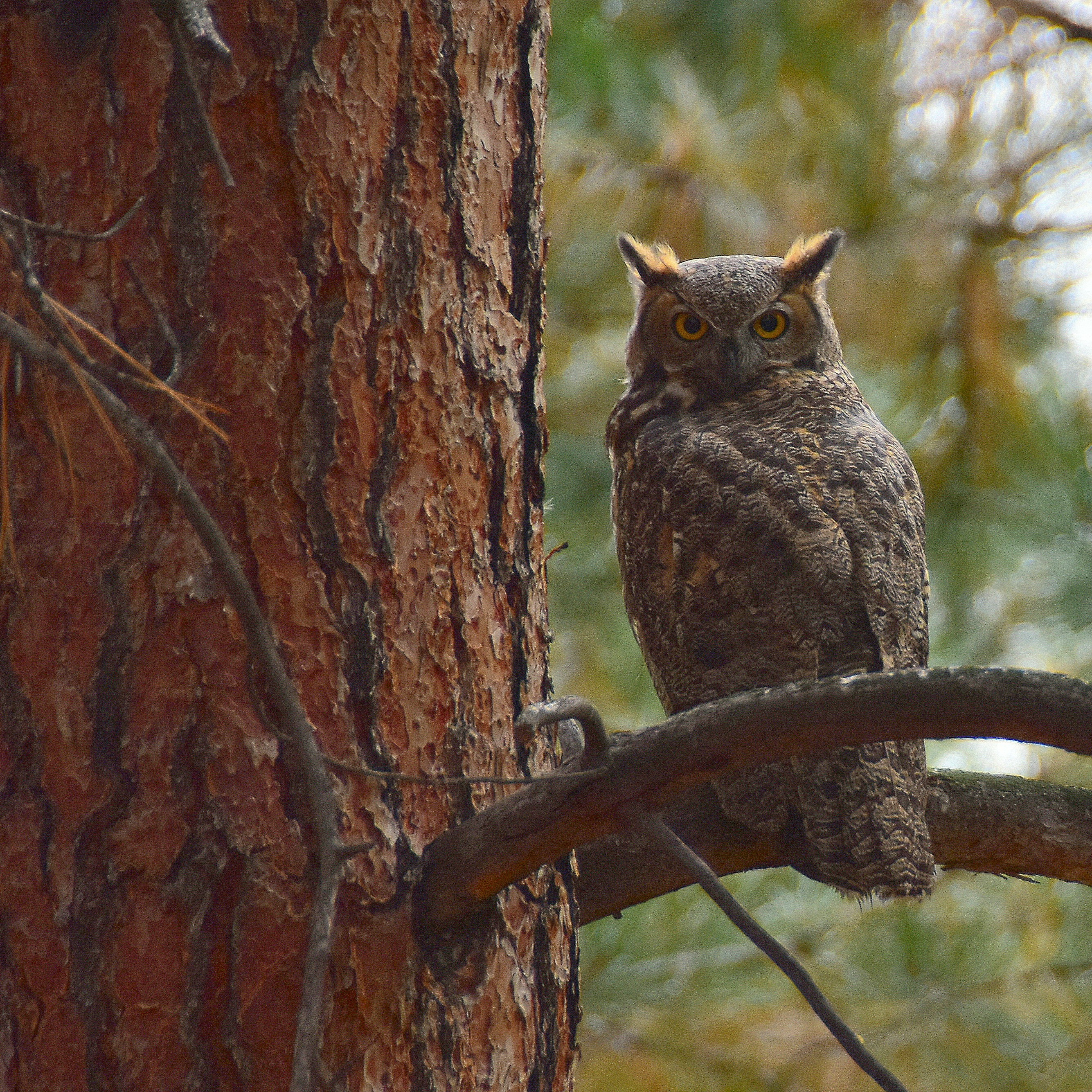 Recommended Communicators  thumbnail