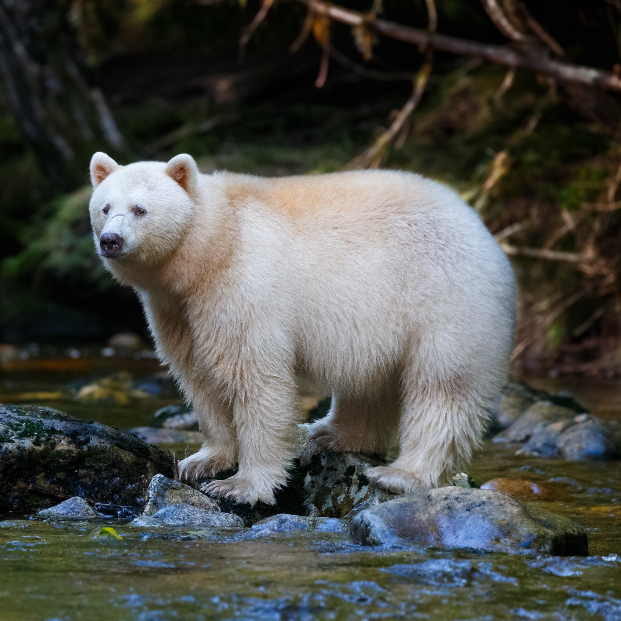 Newsletter — Subscribe thumbnail