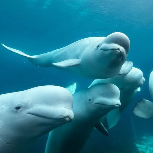 Replay Now Available — United by Nature:  Belugas, with featured guest Kristen Houser of Fauna Speak thumbnail