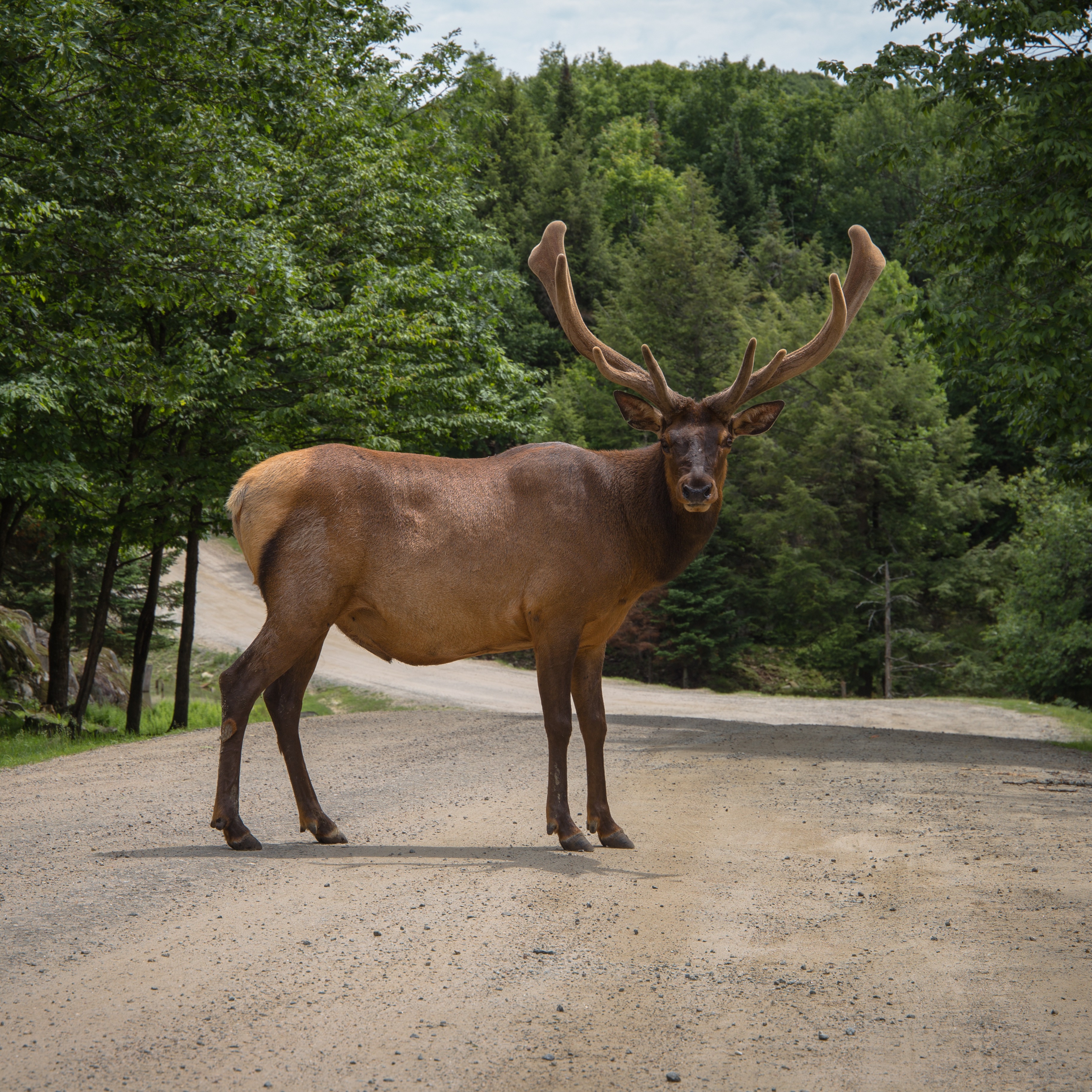 About — Intuitive Interspecies Communication thumbnail