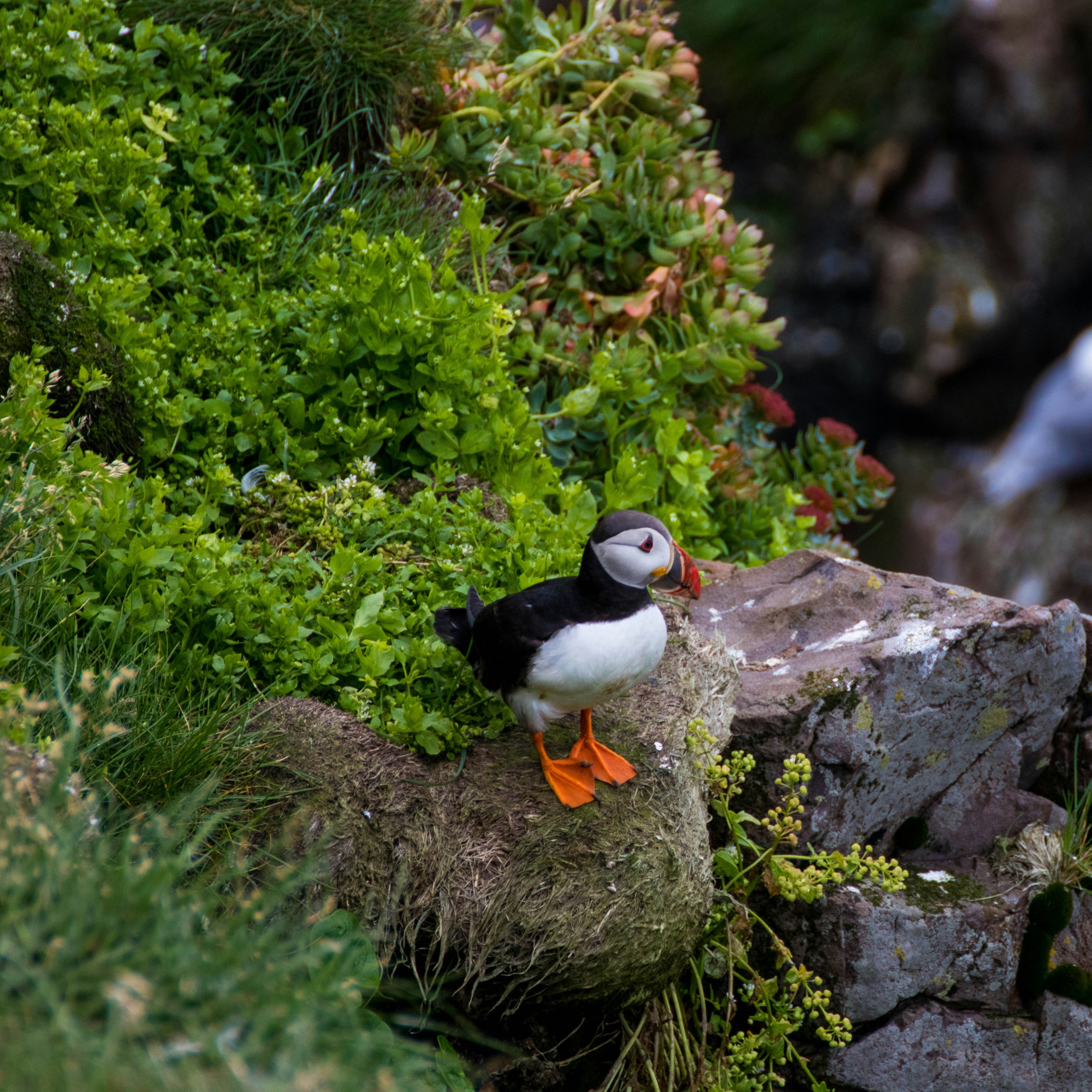 Contact — Interspecies Voices thumbnail