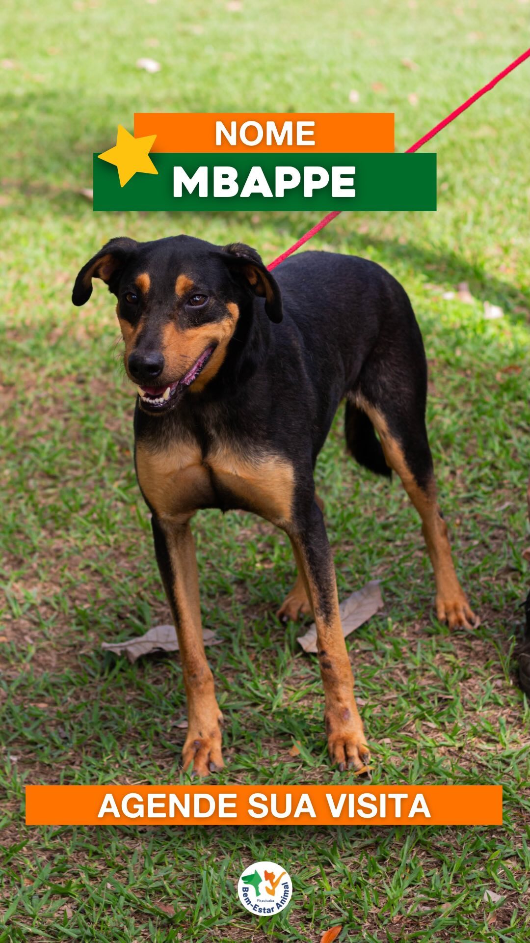 Conheçam o lindo e sorridente MBAPPE, o cão que está há mais tempo aqui no nosso espaço. Vamos se unir e ajudar ele a en
