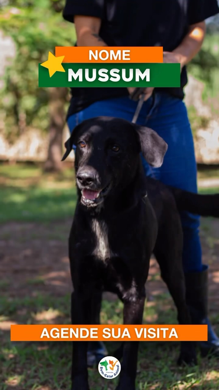 Todos os dias os cães saem para passear, e esse lindão aí do vídeo se chama: Mussum! Ele é super dócil, carinhoso, obedi