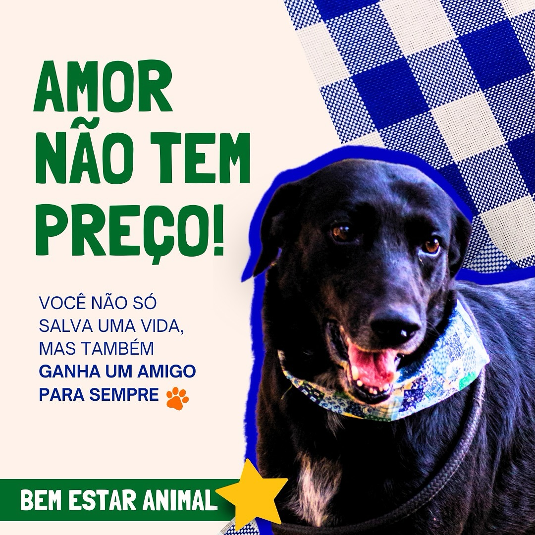 Quando você decide abrir seu coração e sua casa para um amigo de quatro patas, você não apenas dá uma nova chance de vid