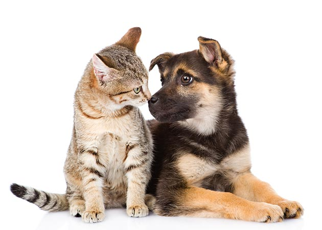 ADOTE ANIMAIS thumbnail
