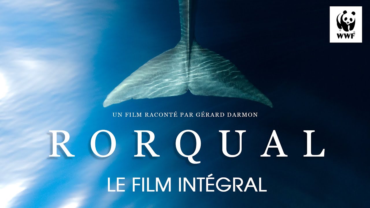 Mon film "Rorqual" x WWF 🐋 thumbnail