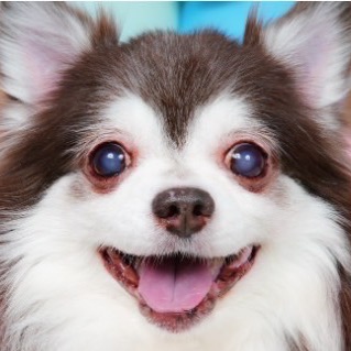 モグッズ thumbnail