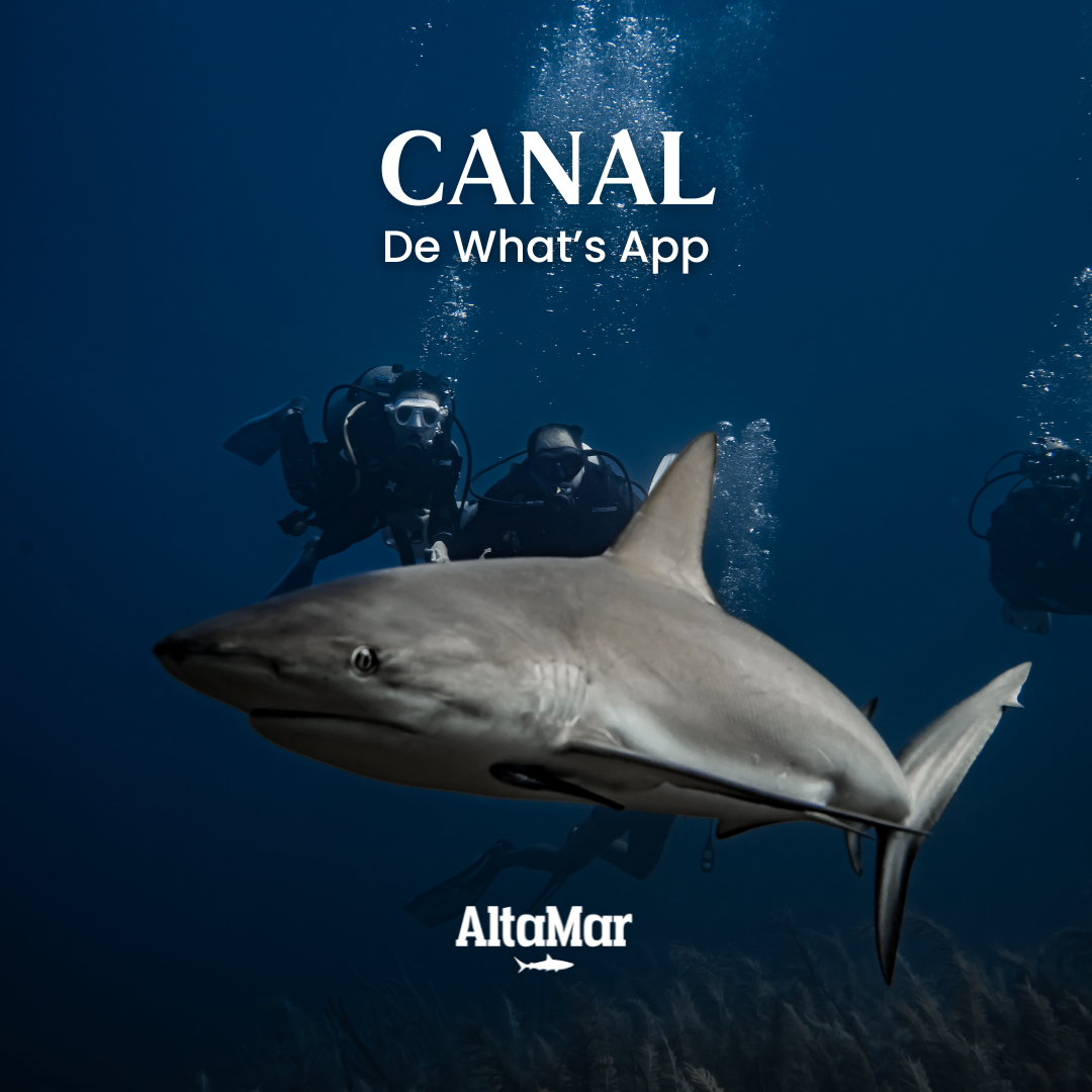 Canal de What's App thumbnail