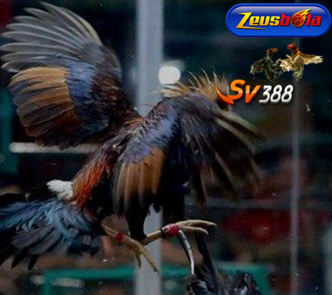 SV388: Agen Sabung Ayam Sv388 Deposit DANA Resmi Online 24 Jam thumbnail