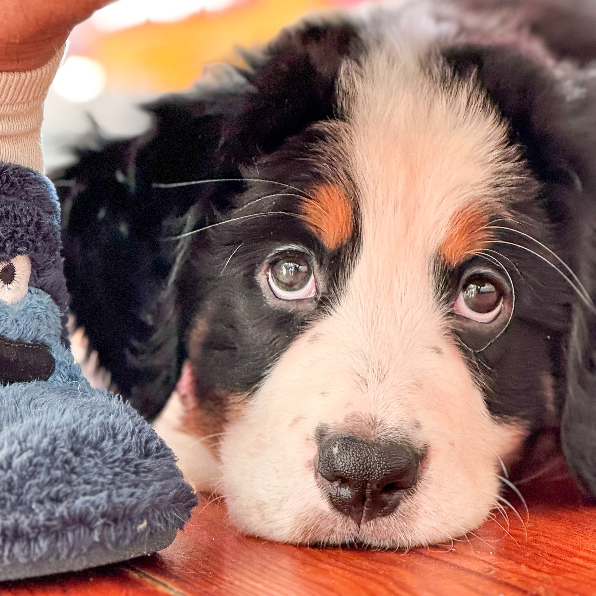 20% de dto en comida Edgard & Cooper con el código TANIA20 thumbnail