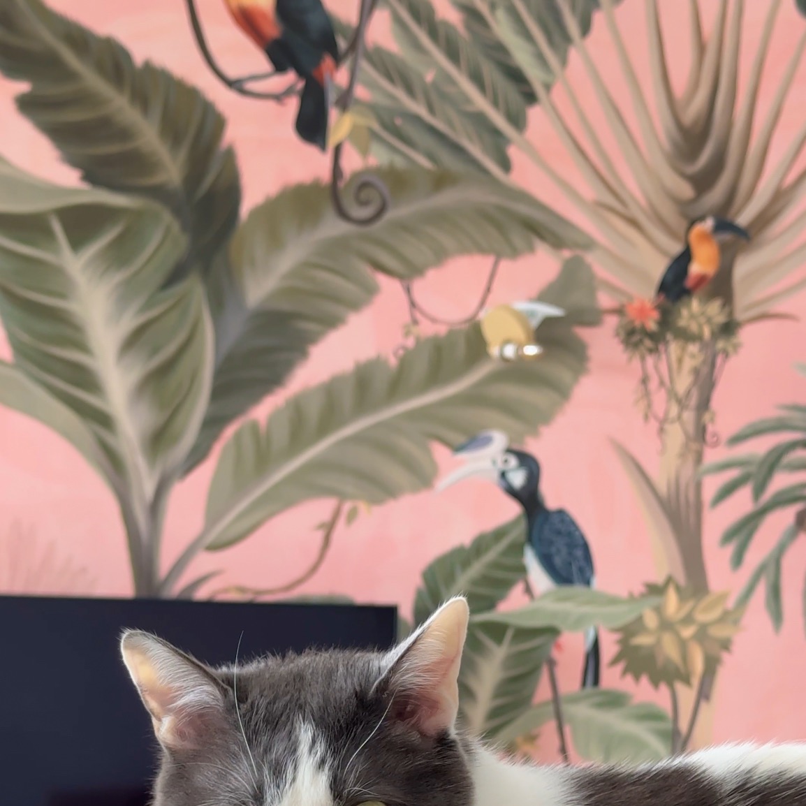 25% dto en Papel pintado para decorar espacios con el código: TANIA25 thumbnail