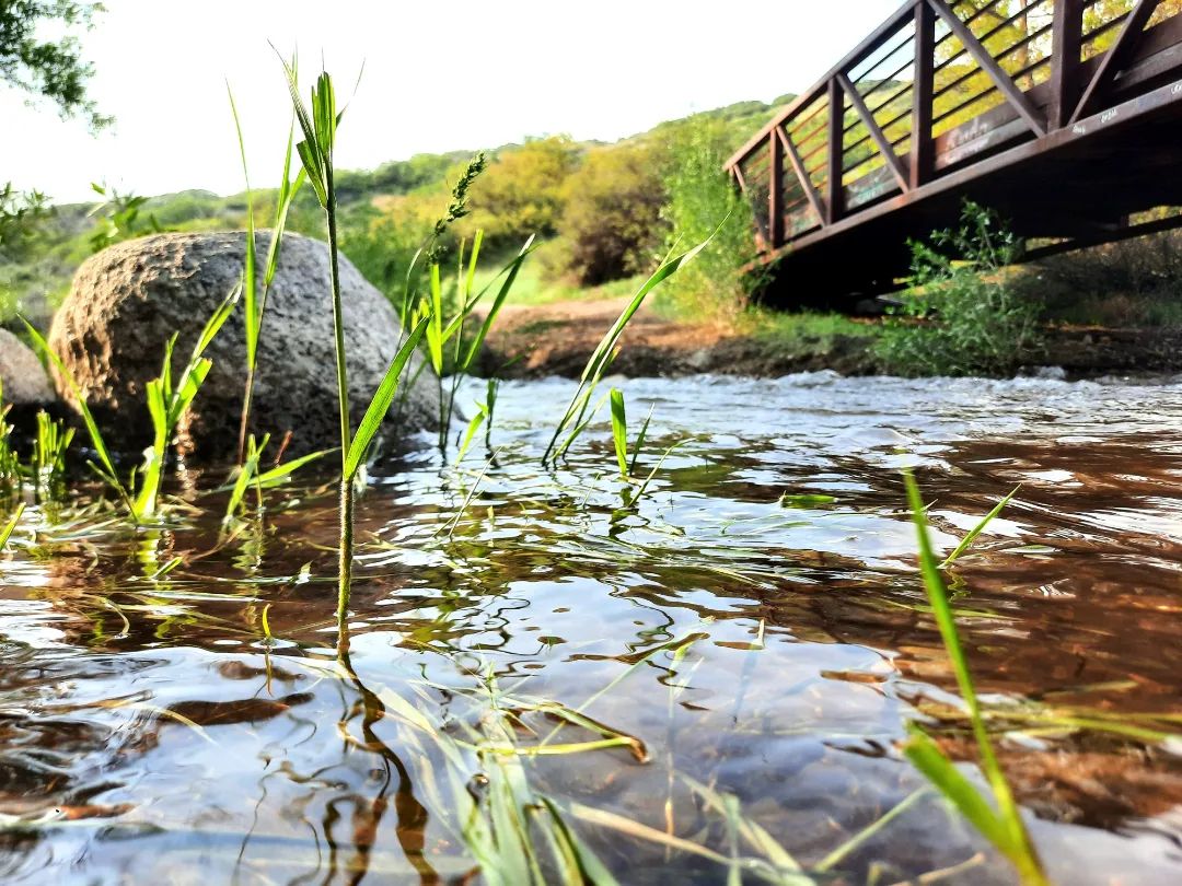 Nature is 🌟healing🌟
Some snippets from a short nature walk we took today. Usually, the river is bone-dry, but today, it 
