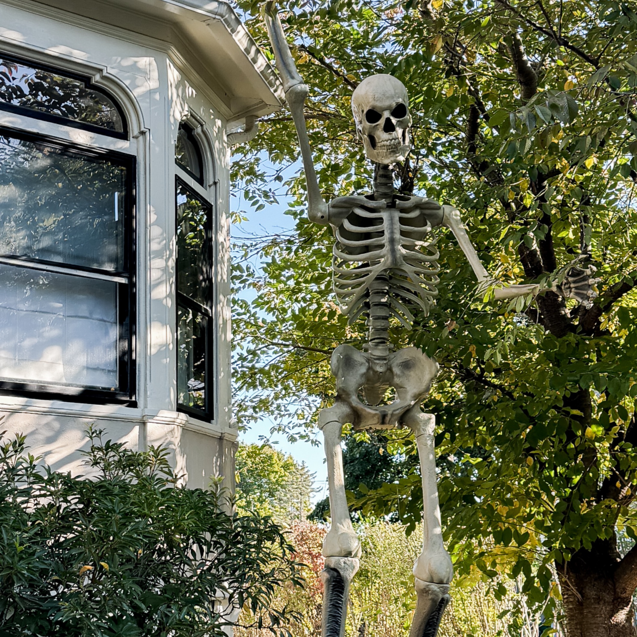 12 Foot Skelly! thumbnail